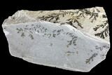 Dendrites On Limestone - Utah #150470-2